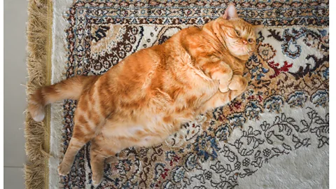 Getty Images Pets given too much calorific processed food may, just like humans, put on extra weight (Credit: Getty Images)