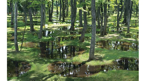 junya.ishigami + associates The dreamlike Art Biotop water garden in Nasu Japan provides miniature habitats for wildlife (Credit: junya.ishigami + associates)