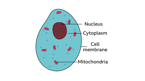 A diagram of an animal cell with nucleus, cytoplasm, cell membrane and mitochondria.