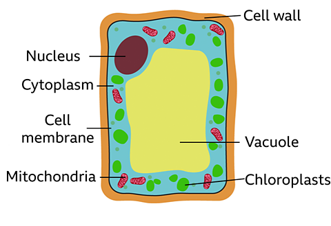 A diagram of a plant cell with nucleus, cytoplasm, cell membrane, mitochondria, cell wall, chloroplasts and vacuole.