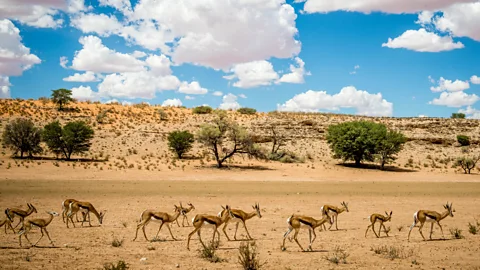 Edwin Remsberg/Getty Images The semi-desert terrain of what is now Kgalagadi Transfrontier Park was once the home of the ǂKhomani people (Credit: Edwin Remsberg/Getty Images)