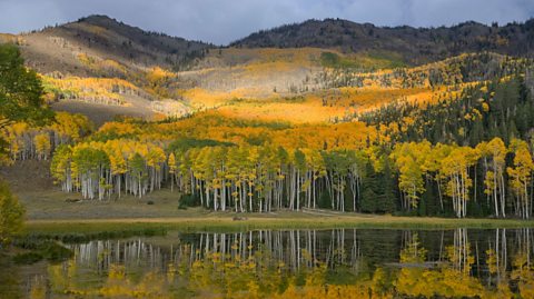 Pando, Aspen trees, Utah