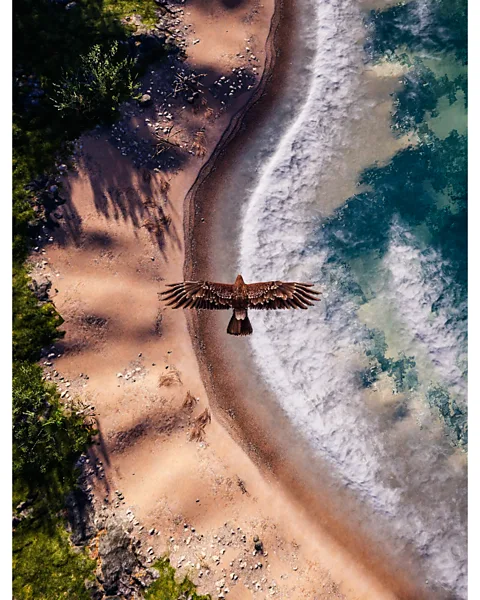 Megan Reims/Rockstar Games Video-game photos like Megan Reims's shot of an eagle flying over a gorgeous landscape in Assassin's Creed Odyssey offer a utopian vision (Credit: Megan Reims / Ubisoft Québec)