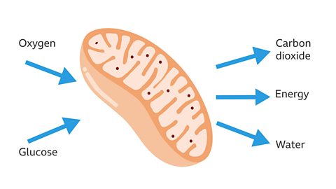 Mitochondria