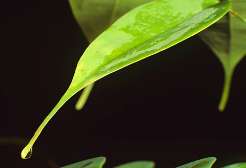 a leaf with a drip of water on the tip