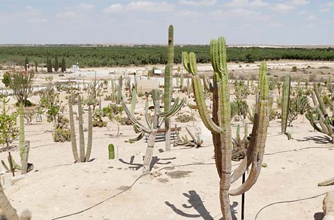 lots of cacti in a desert