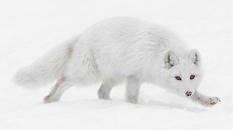 an artic fox in the snow with white fur, claws, small ears