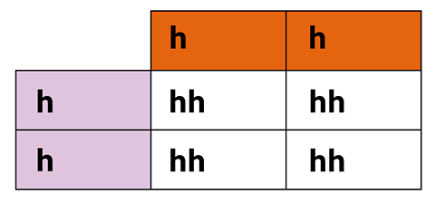 Punnet square showing hh on the left and top and hh in all 4 white boxes