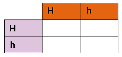 A punnet square showing capital H, lower case h along the top and capital H, lower case h down the side