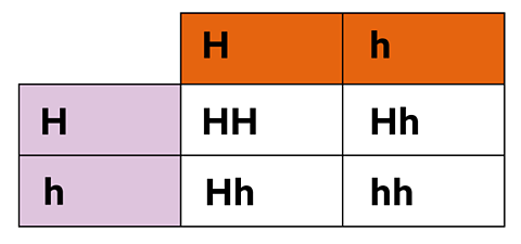 A punnett square showing capital H, capital H in top left white square, capital H lower case h in top right and bottom left square, lower case h, lower case h in bottom right square