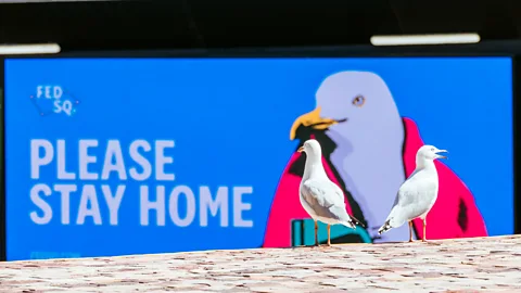 Chris Putnam/Barcroft Media/Getty Images Many human residents of towns and cities are not keen on their new winged neighbours (Credit: Chris Putnam/Barcroft Media/Getty Images)