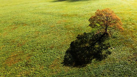 Tree and shadow