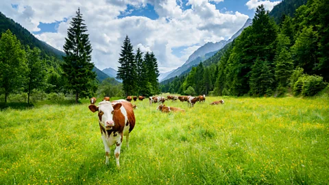 Getty Images The main environmental costs of food production come from agriculture, espeically when the process involves animals (Credit: Getty Images)