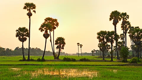 John W Banagan/Getty Images The drive from Siem Reap to Cambodia's centre of sericulture weaves through country villages, past rice paddies (Credit: John W Banagan/Getty Images)