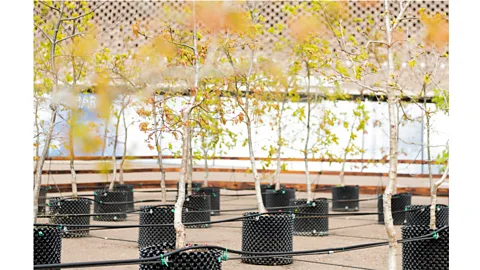 Tate Modern Beuys' Acorns is an installation at the Tate Modern, inspired by the German artist and activist (Credit: Tate Modern)