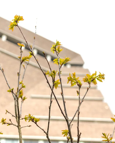 Tate Modern The Tate's curator says that the newly planted trees are a 'message of hope' (Credit: Tate Modern)