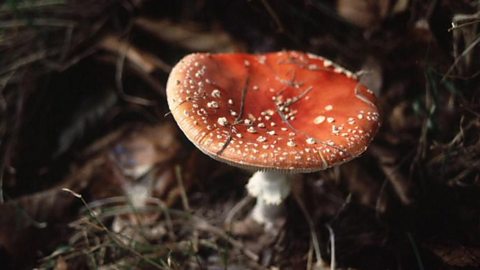 a red toadstool with white dots growing in soil