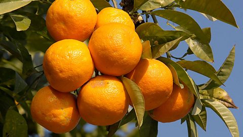 oranges growing on a tree