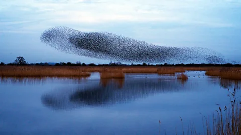 Getty Images The parents and grandparents of UK citizens were far more likely to see clouds of starlings when they were young (Credit: Getty Images)
