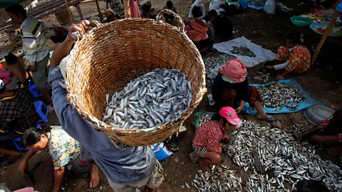 Reuters/Alamy During the monsoon season, floods cause an excess of trey riel fish in Cambodia's rivers and lakes (Credit: Reuters/Alamy)