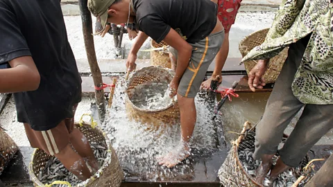 Tang Chhin Sothy/Getty Images In some parts of Cambodia, prahok is still made by stomping on the fish with bare feet (Credit:Tang Chhin Sothy/Getty Images)