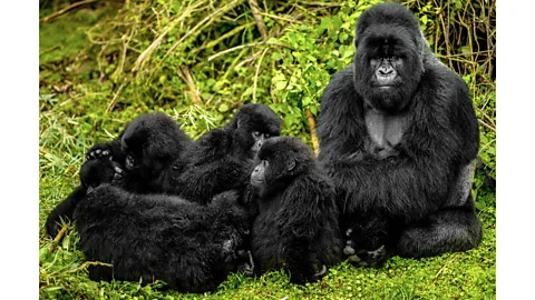 New study in Rwanda shows gorilla orphans thrive thanks to strong social  ties