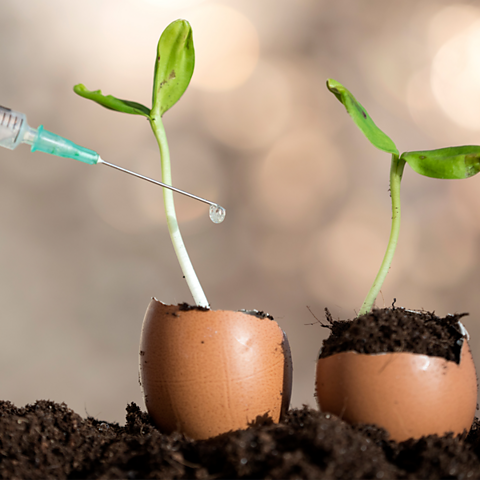 A photo of two plants growing in egg shells - Water is being added via a syringe.