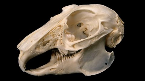 a rabbit's skull