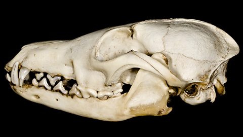 a fox skull