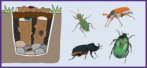 A cartoon illustration of a beetle bucket with four cartoon beetles to the right