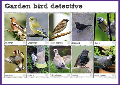 Identify bird song  The Wildlife Trusts