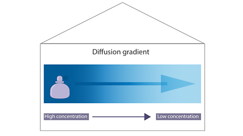 Diffusion Gradient