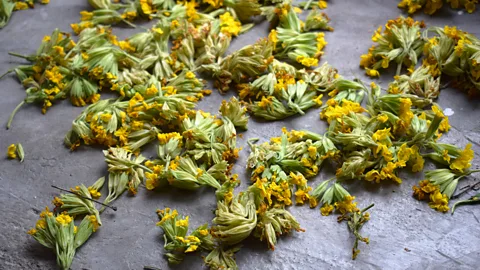 Elizabeth Gowing Cowslips are used by cosmetics companies for their properties for preserving skin tone (Credit: Elizabeth Gowing)