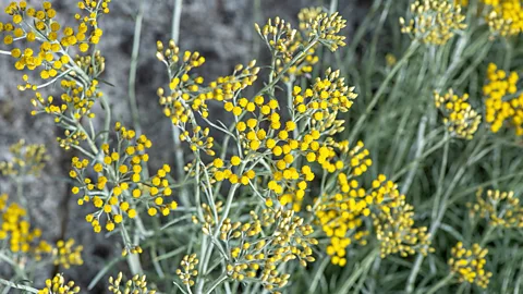 Jacky Parker Photography/Getty Images Helichrysum, known as "everlasting flower", is an ingredient in night serums and other facial products (Credit: Jacky Parker Photography/Getty Images)