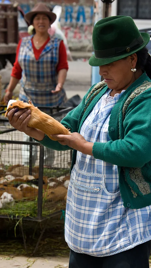 Alamy Guinea pigs have been eaten as a delicacy in the Andes for millennia, and were first brought to the UK as pets in the Elizabethan era (Credit: Alamy)