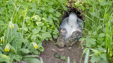 Alamy Rabbits like to keep escape routes clear of debris, roots and twigs – or if they live indoors, household items such as electrical cables (Credit: Alamy)