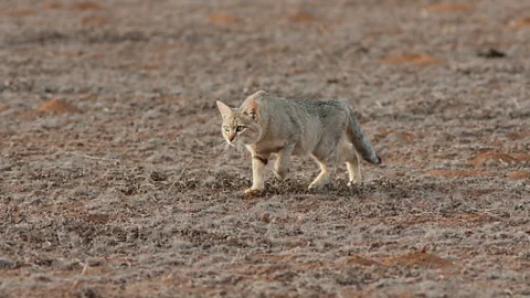 Alamy Many of the traits found in pet cats were inherited from their wildcat ancestors, who still stalk mountains, grasslands and forests from South Africa to Mongolia (Credit: Alamy)