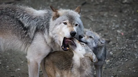 Getty Images Wolves lick the inside of each other's mouths to beg for food or as an act of submission (Credit: Getty Images)