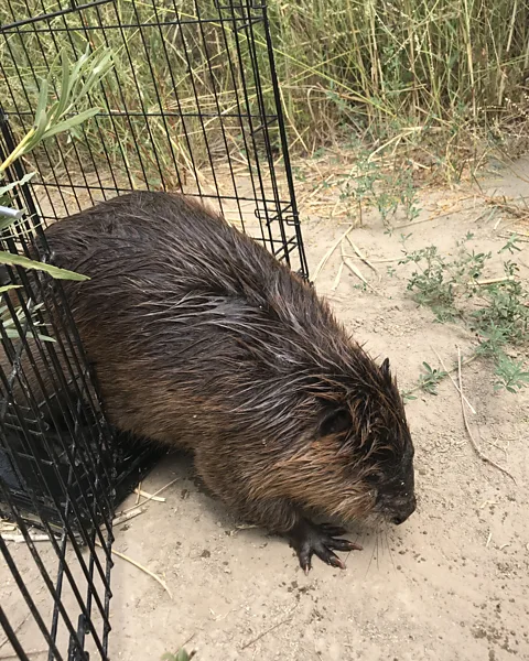Emma Doden The beavers Doden released as part of her study were often rescued from conflict situations with humans, and would otherwise have been put down (Credit: Emma Doden)