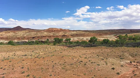 Emma Doden Rivers through the Utah desert provide a narrow strip of lush vegetation, a promising habitat for beaver translocation (Credit: Emma Doden)