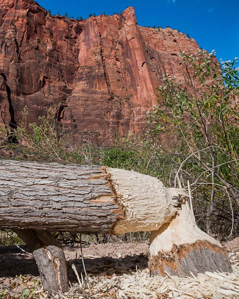 Alamy In building dams for themselves, beavers change the local environment for many animals that share their habitat (Credit: Alamy)