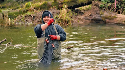 Matt Mais Members of the Yurok Tribe depend closely on the salmon of the Lower Klamath Basin, and monitor the river to track fish populations (Credit: Matt Mais)