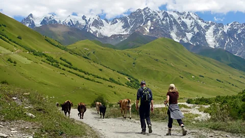 Transcaucasian Trail Association Cows and horses graze in the meadows and grasslands along the route (Credit: Transcaucasian Trail Association)