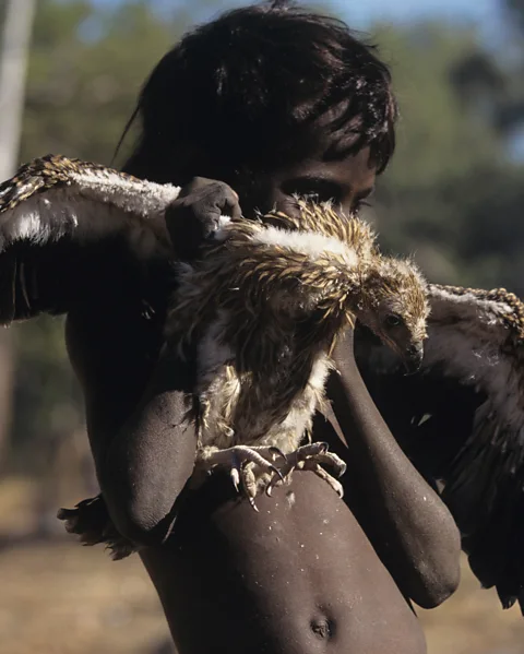 Getty Images A boy rescues a whistling kite, or firehawk – a bird well known in Aboriginal Australian culture and folklore (Credit: Getty Images)