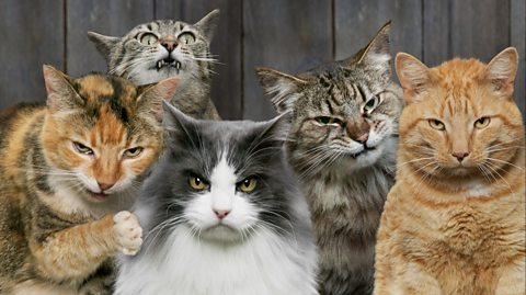 The cat-aclysmically challenging cat quiz