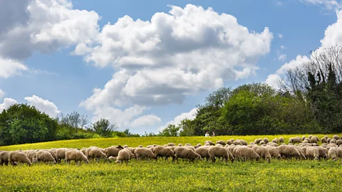 Stefano Castellani Appia Antica is the second largest urban park in Europe, and is home to archaeological sites, grazing pastures and nature reserves (Credit: Stefano Castellani)