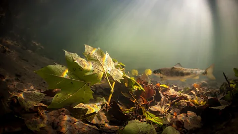 Alamy The brown trout is native to rivers, lakes and streams accross Europe (Credit: Alamy)