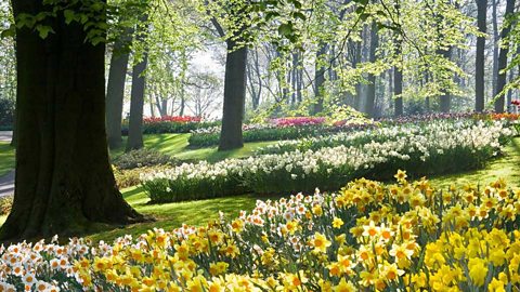 Focus image: a springtime landscape.