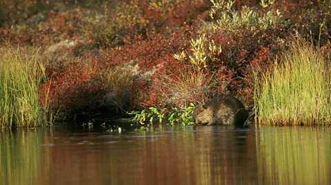 Getty Images Beaver numbers are being boosted in Europe as well as North America through reintroduction schemes (Credit: Getty Images)
