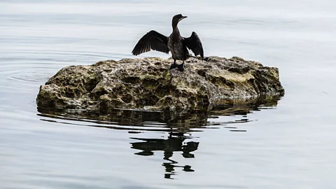 Getty Images Lake Ohrid was formed between four and 10 million years ago, making it one of the oldest lakes in the world (Credit: Getty Images)